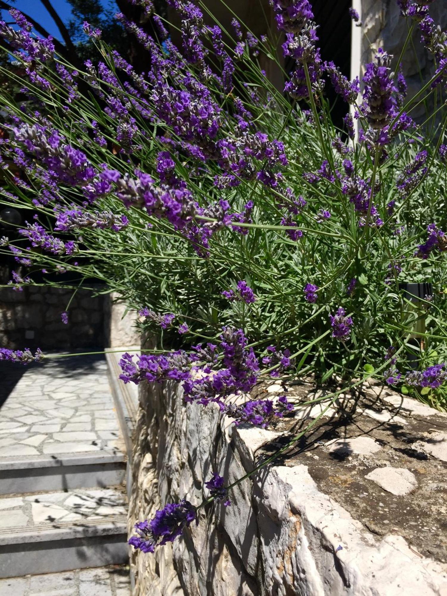 Apartments Ante Подаца Екстер'єр фото